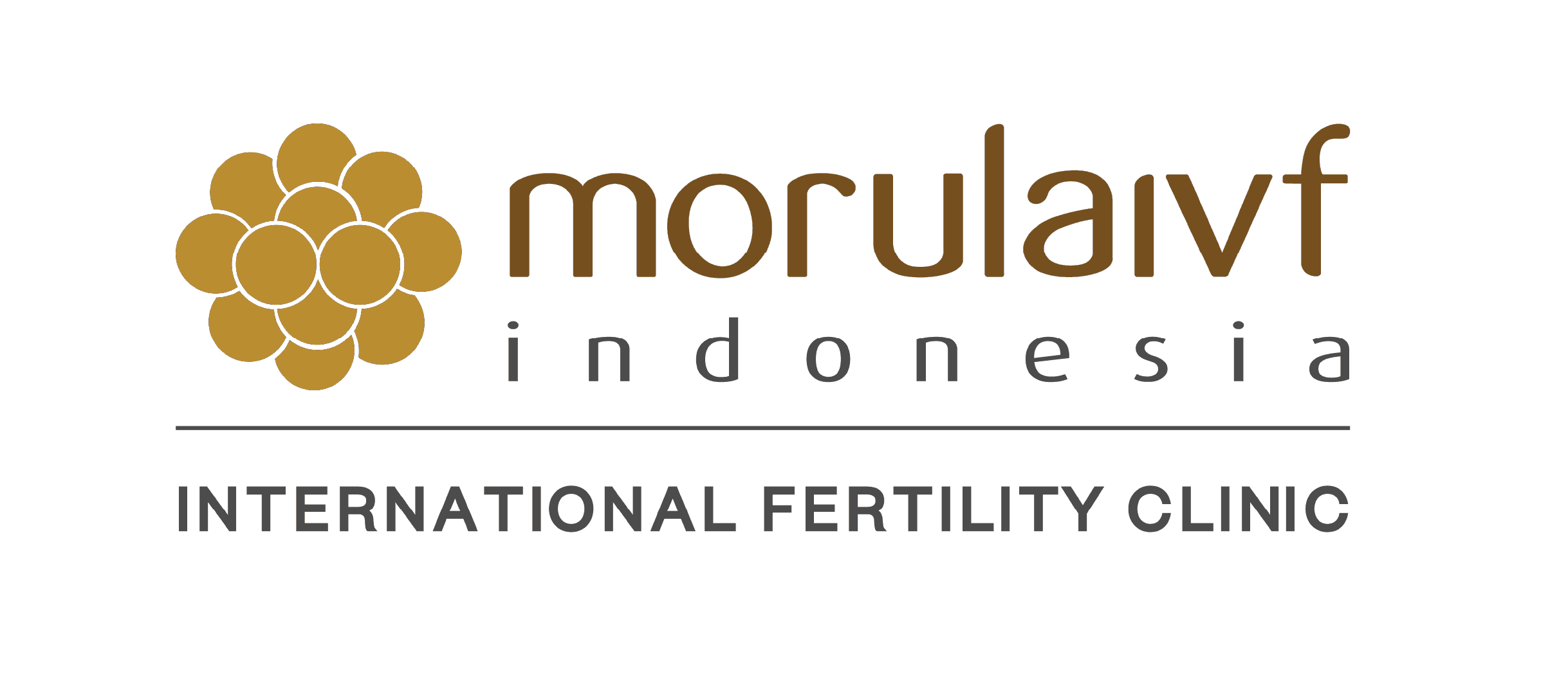 morula ivf.png